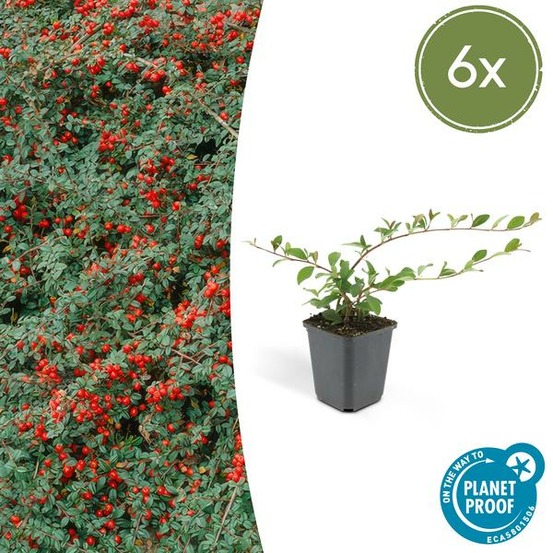 Cotonéaster de dammer x6 – entre 0,38 et 0,5m2