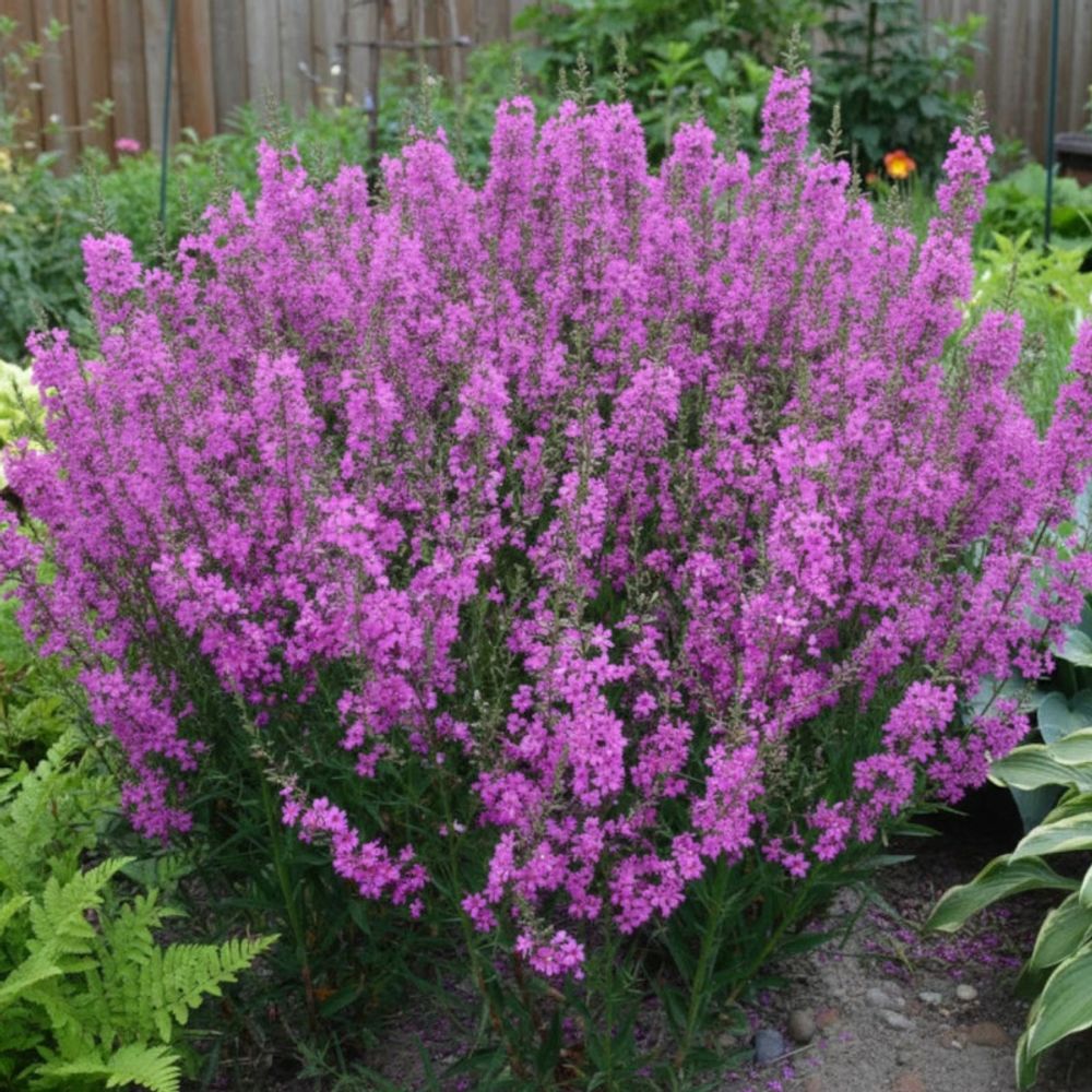 Salicaire rose queen, lythrum godet - 5/20 cm