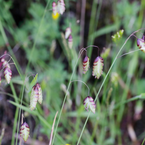 Brize intermédiaire - briza media 20/30 cm godet 9cm