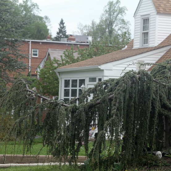 Cèdre de l'atlas pleureur pot de 7,5l/10l