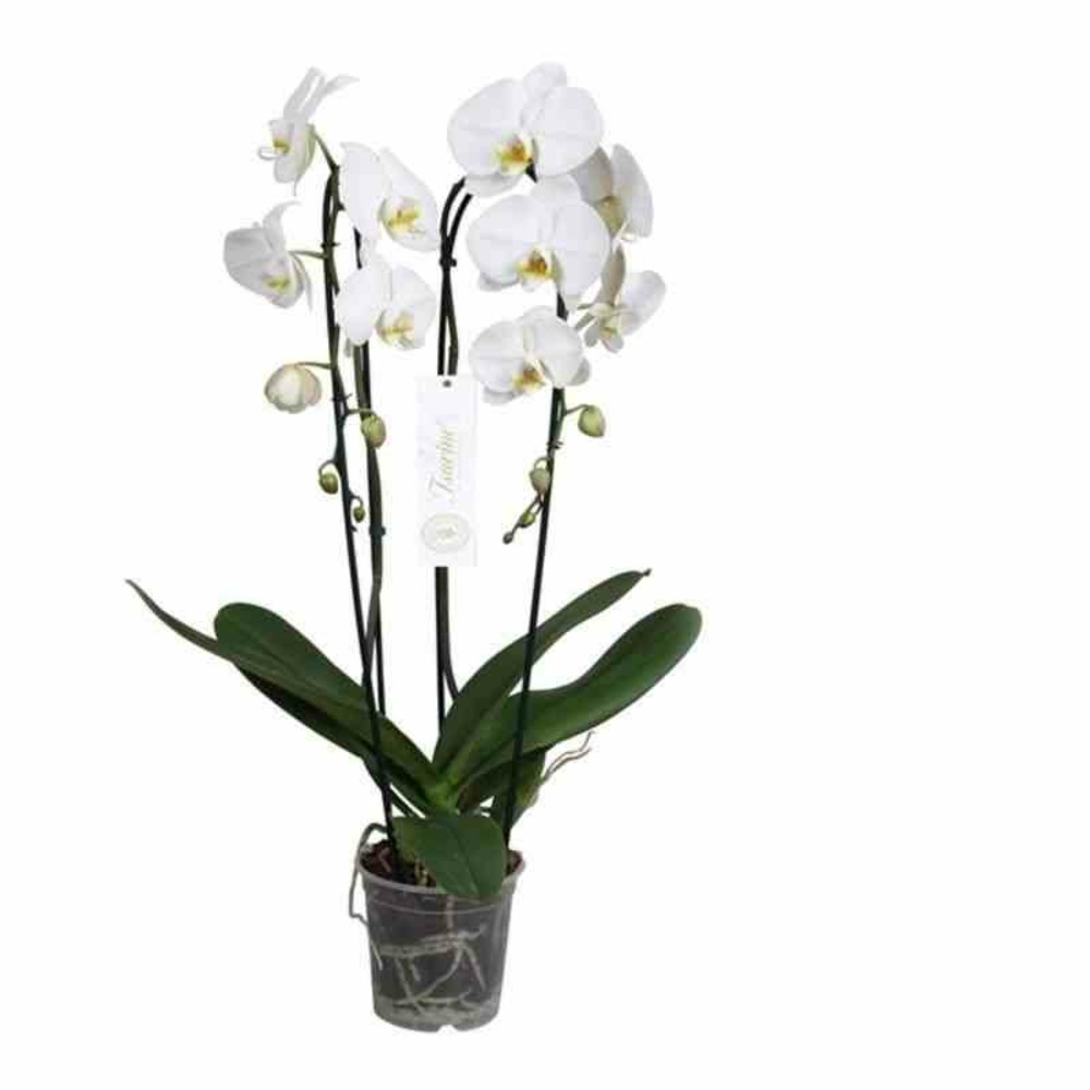 Phalaenopsis hybride tsarine blanche (orchidée papillon) pot de 2 litres - 60/80 cm