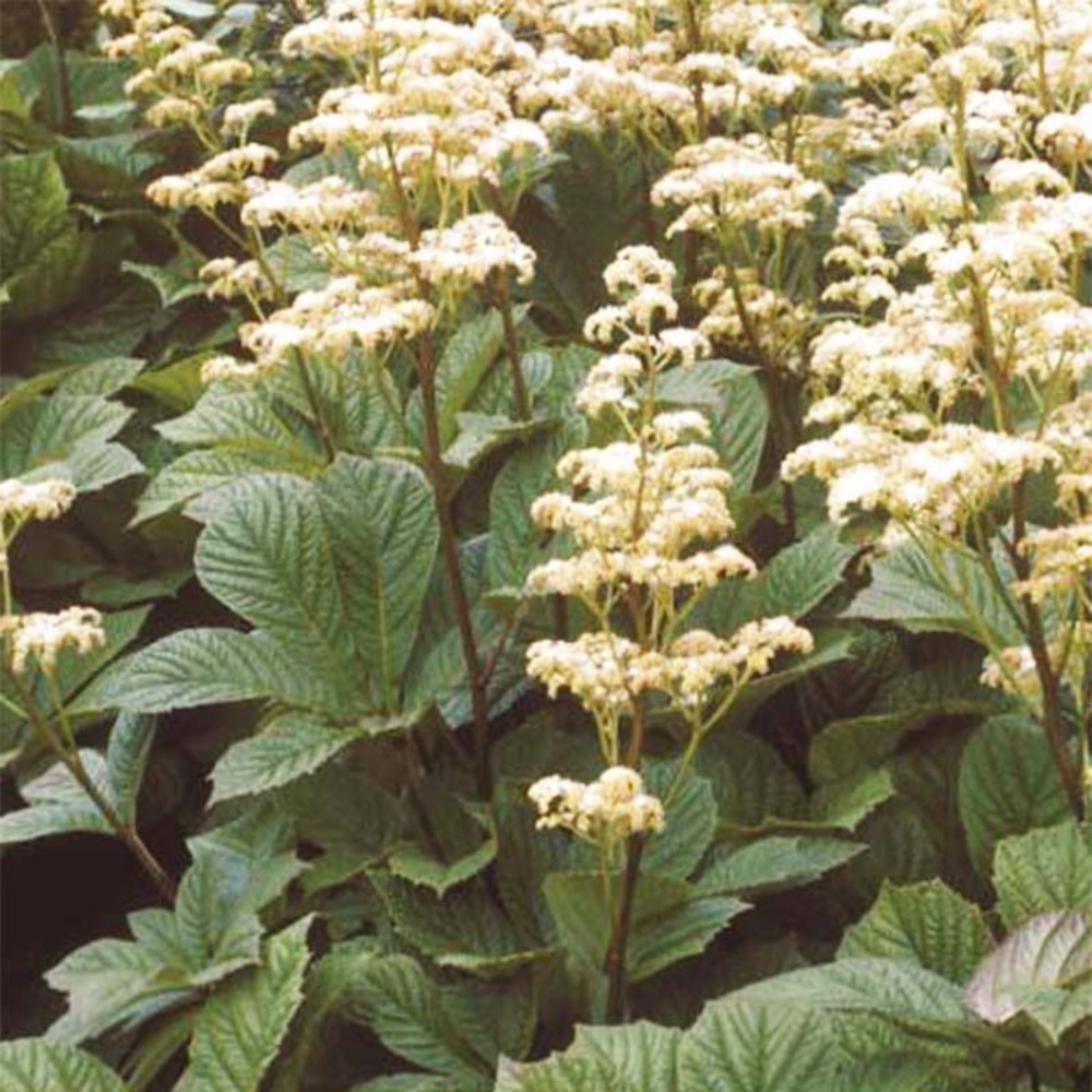Rodgersia à feuilles de marronnier 'irish bronze' godet de 8/9 cm