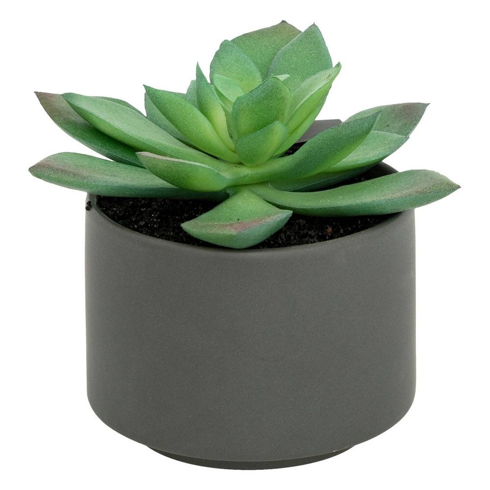 Plante grasse en pot h13