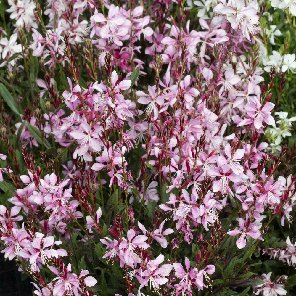 Gaura emmeline pink bouquet godet - 5/20 cm