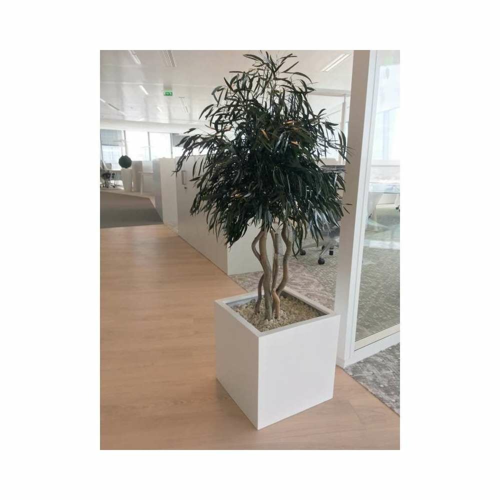 Arbre stabilisé eucalyptus nicoly 130cm