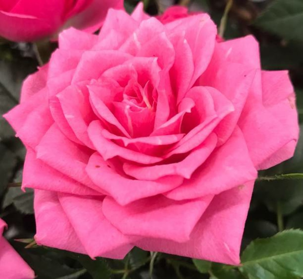 Rosa pink voluptia - pot 3 l