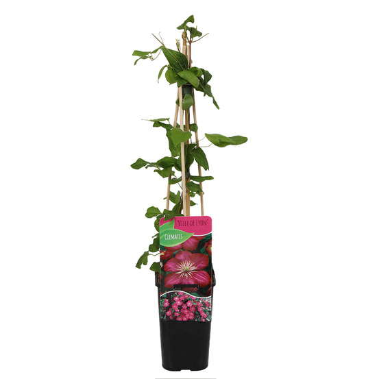 Clématite ville de lyon - vigne forestière - rose foncé - pot 15cm - 70-80cm de haut