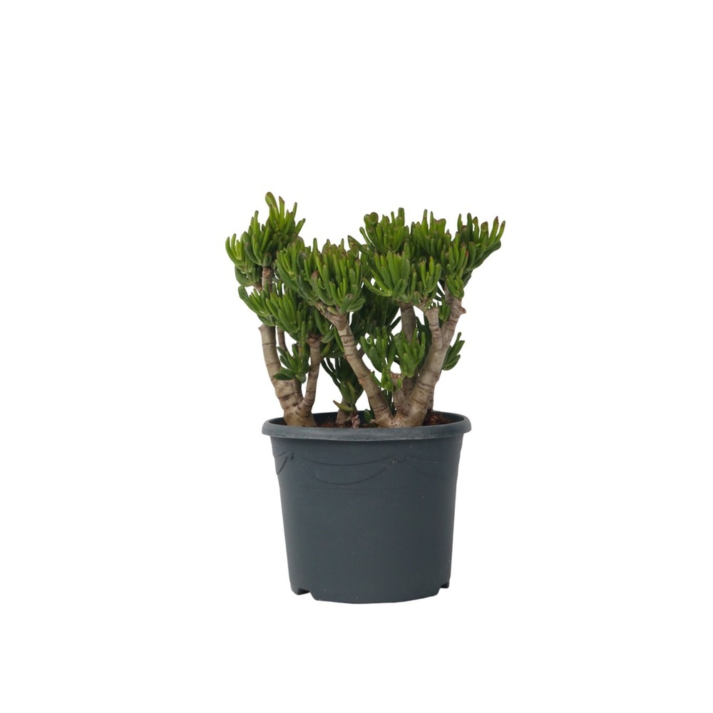 Arbre de jade - crassula ovata 'hobbit' - hauteur 55-60cm - ⌀30cm