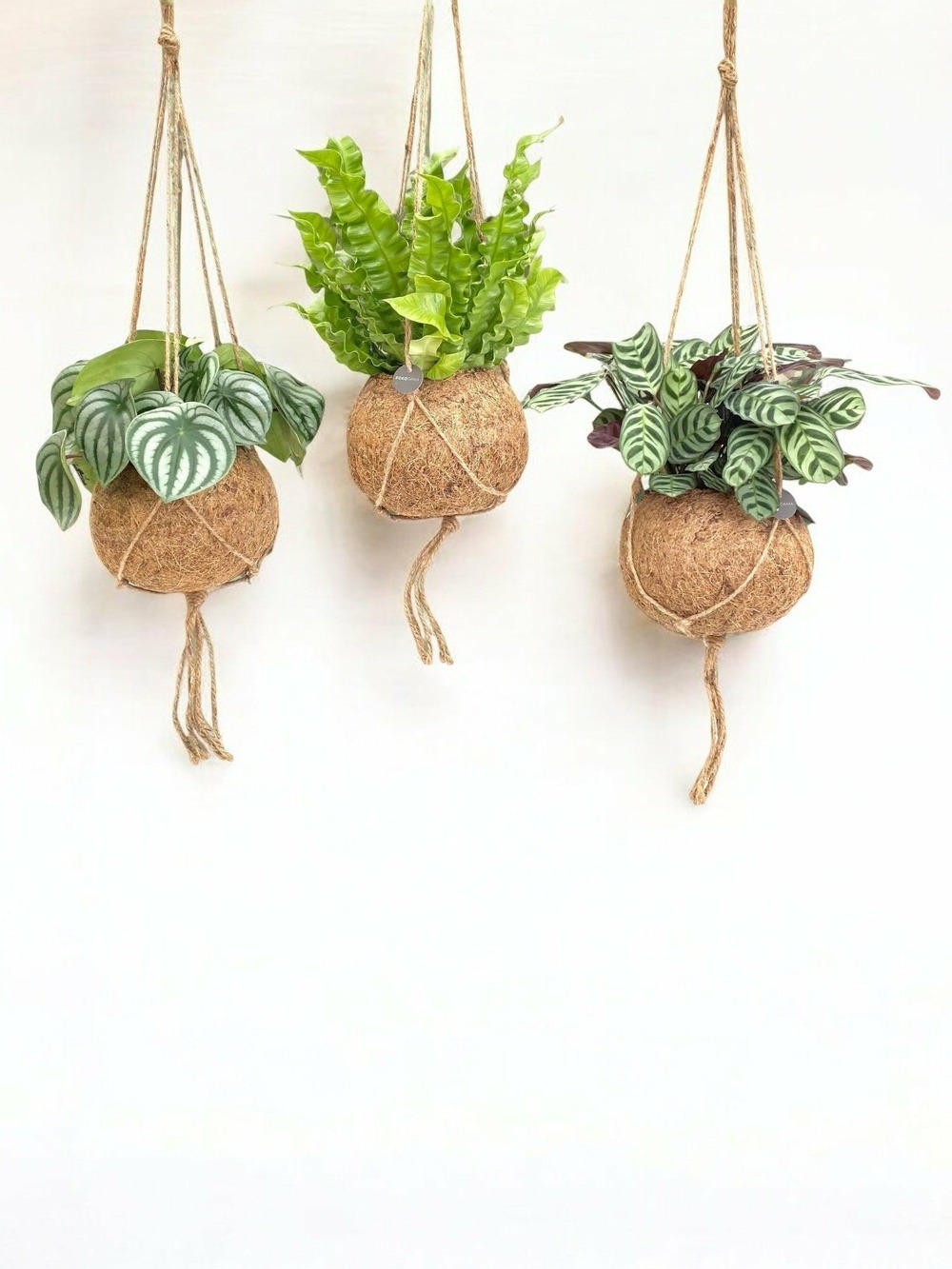 Box - 3 kokodama jungle