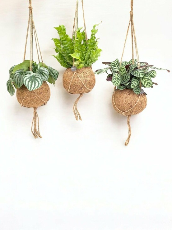 Box - 3 kokodama jungle