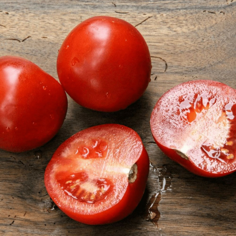 Plant de tomate montfavet 63-5 lot de 3 godets