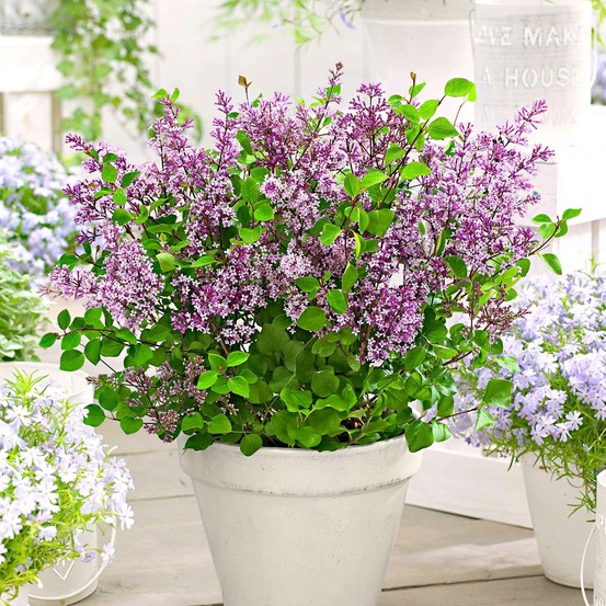 Lilas nain dark purple - le pot / 3l / hauteur livrée 30-40cm
