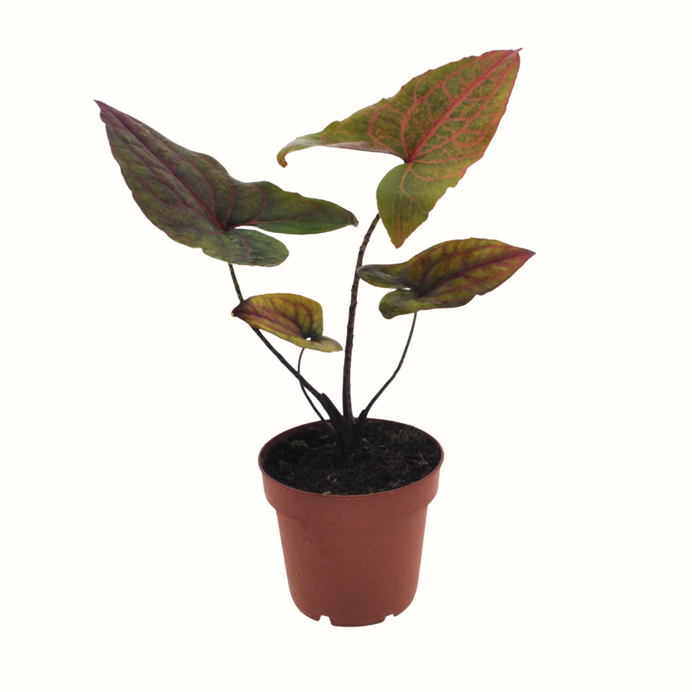 Alocasia black jack - 40cm - plante rare