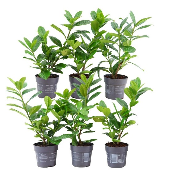 Prunus laurocerasus 'novita' - lot de 6