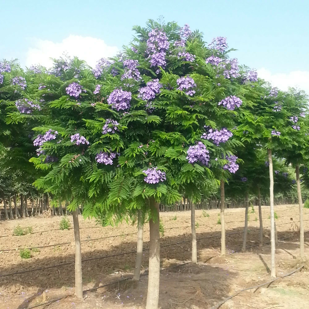 Arbre fougère - flamboyant bleu - jacaranda mimosifolia bonsai blue 'sakai01' pot de 7,5l - 60/80 cm