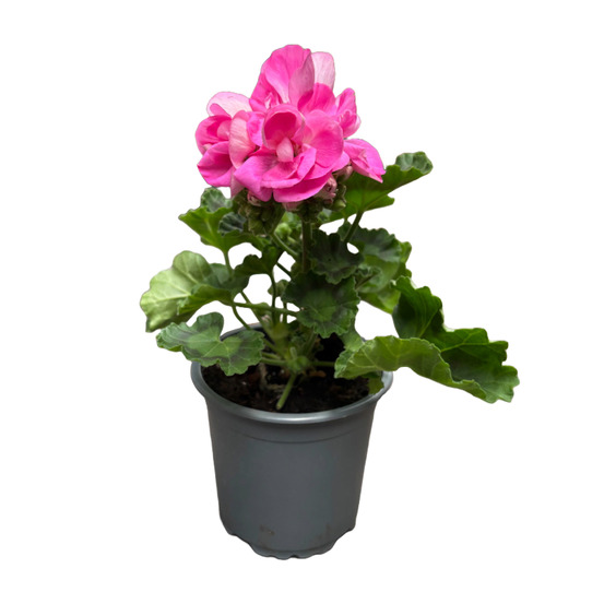 Géranium zonal rose pot 10.5cm