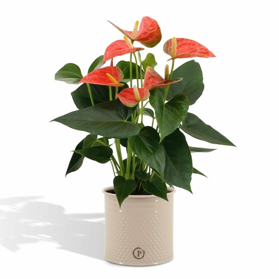 Anthurium andreanum prince of orange et son pot crème - hauteur 45cm