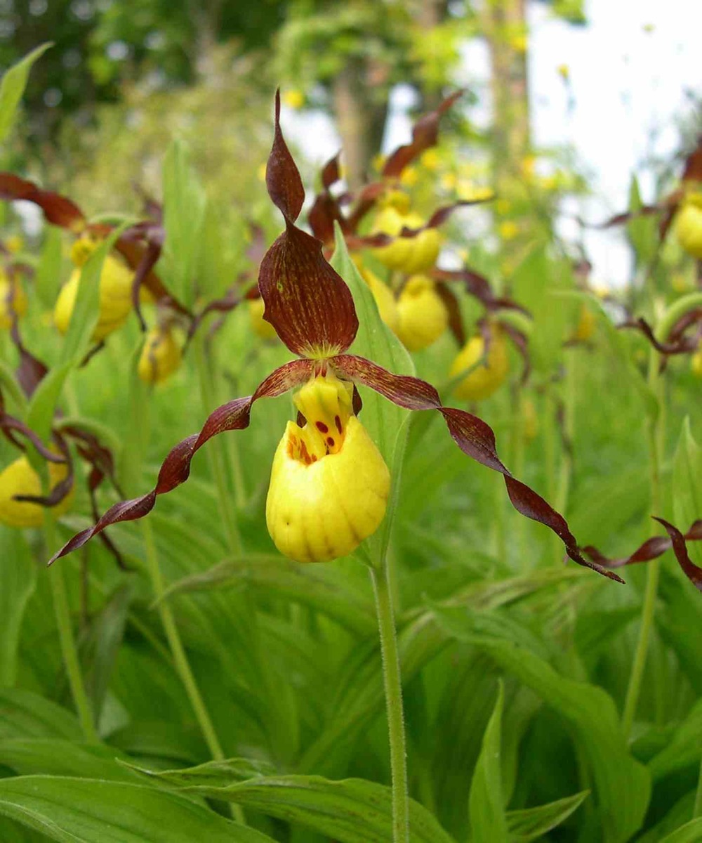 Cypripedium parviflorum (orchidées terrestres) pot de 1 litre - 0/40 cm