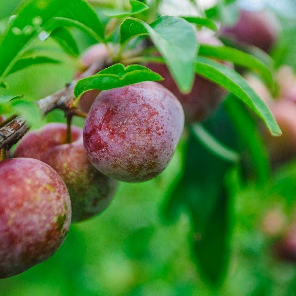 Pluot purple candy® pot de 12l - gobelet 3 ans