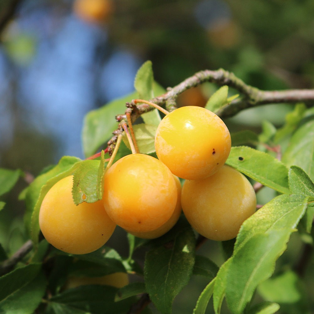 Prunier mirabelle de nancy - mirabellier - le pot / 5l / hauteur livrée 80-100cm