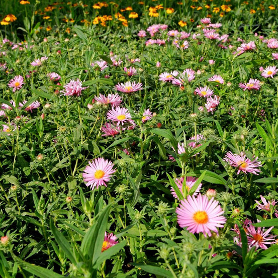 Aster grand d'automne rosa sieger lot de 5 godets