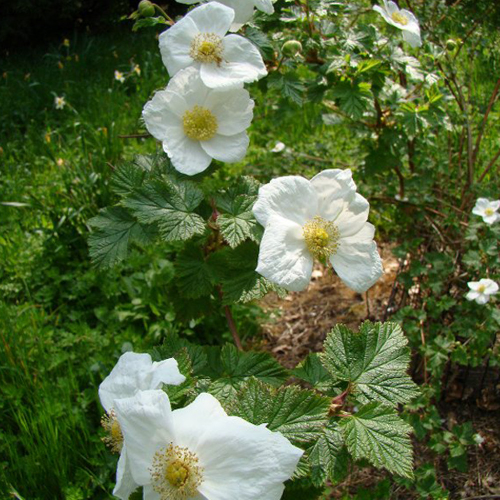 2 x ronce 'benenden' - rubus 'benenden' - 30-40 cm pot