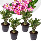 Adenium obesum - set de 4 - roses du désert - pot 10.5cm - hauteur 25-40cm