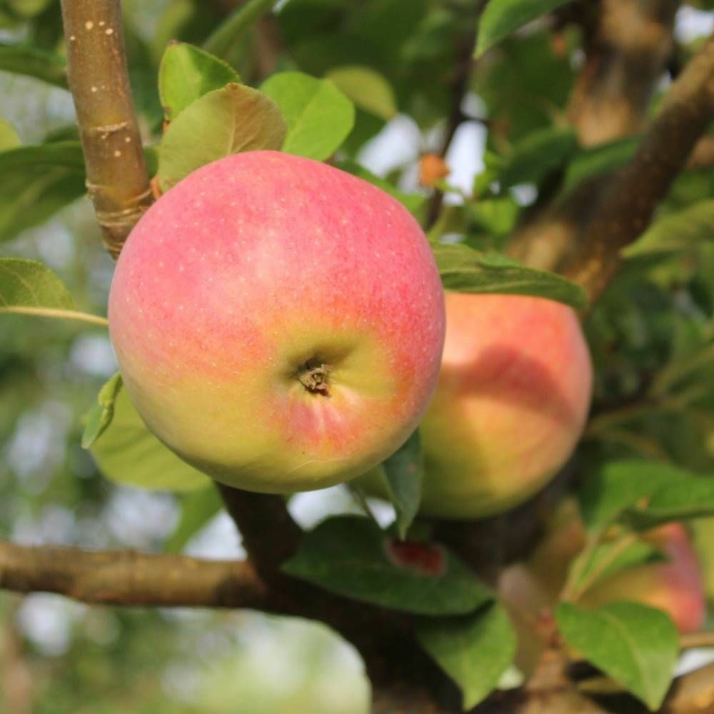 Pommier festival rouge® pot de 20l - double u