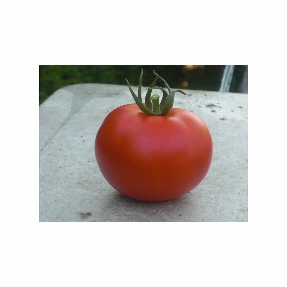 Graines de tomate hyb f1 montfavet
