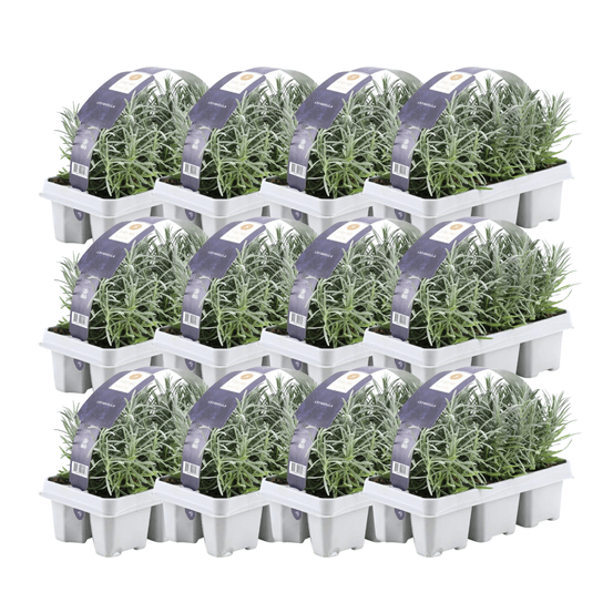 Lot de 12 - 6er set lavendel angustifolia - h15 cm