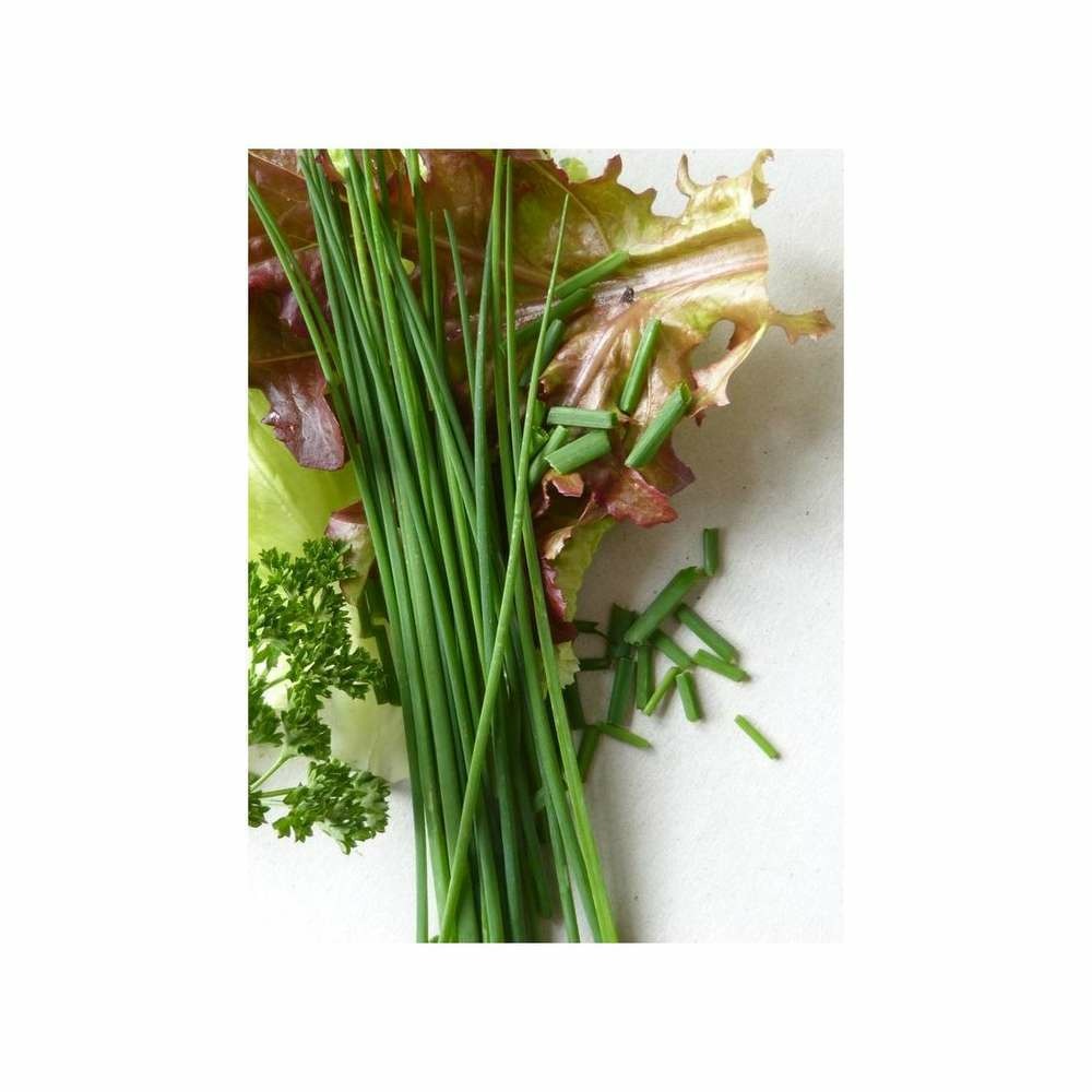 Graines de ciboulette commune
