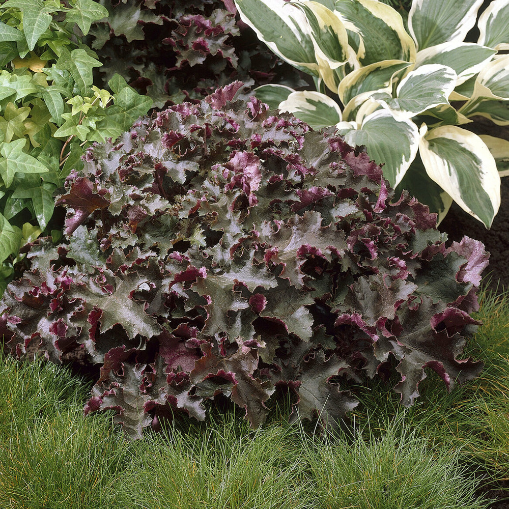 Heuchère chocolate ruffles - le pot / ø 9cm / hauteur livrée environ 50cm