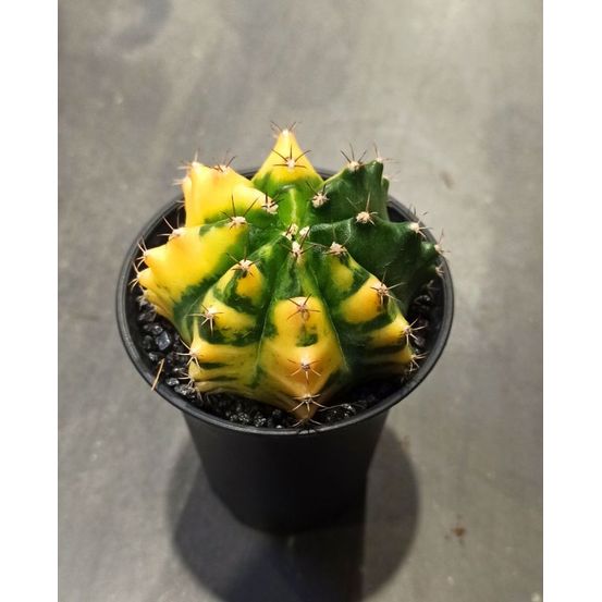 Gymnocalycium mihanovichii variegata d. 8cm h. 13cm - plante d'intérieur