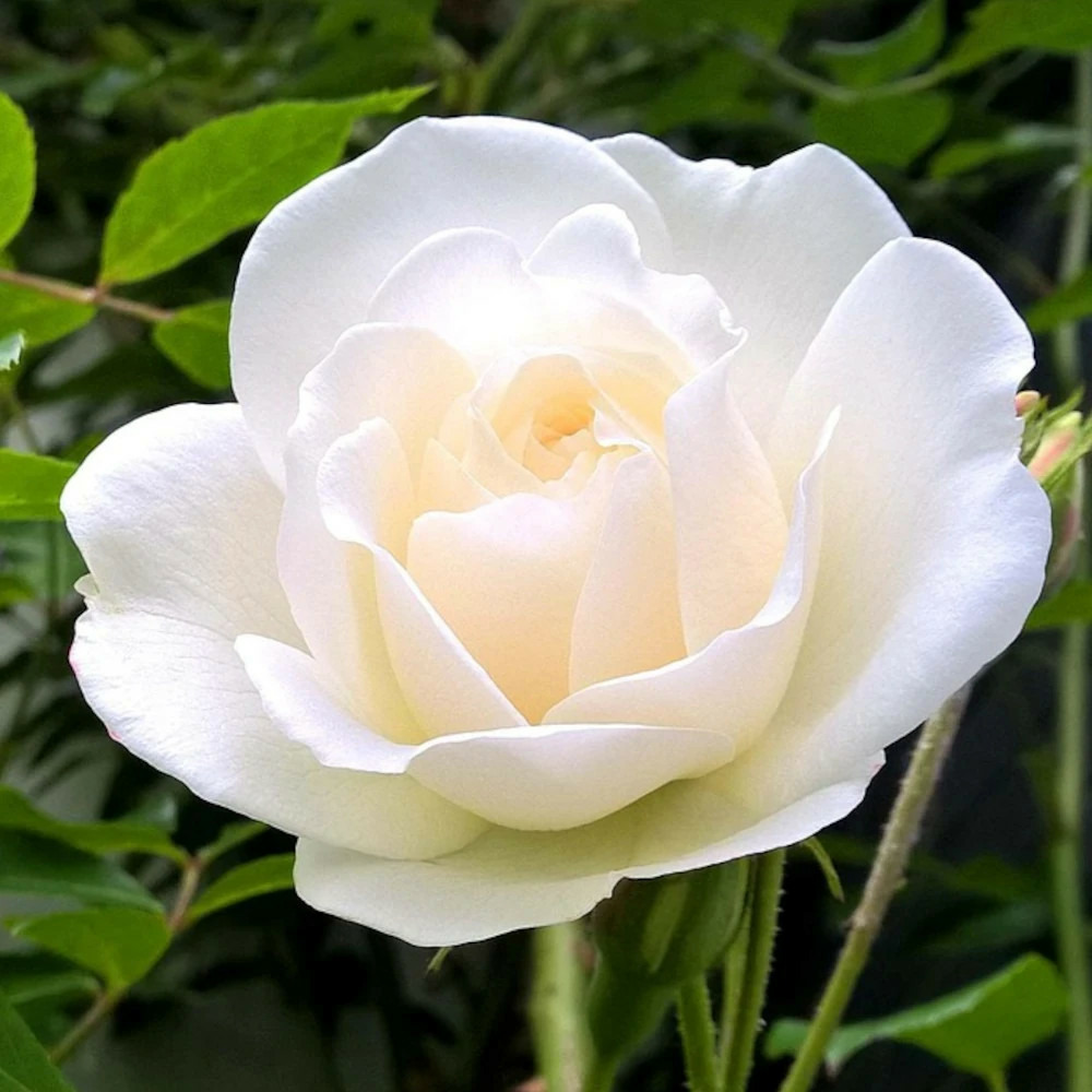 Rosier arbustif grand nord® 'delgrord' pot de 5l - touffe