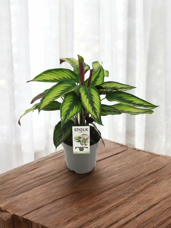 Calathea majestica 45cm - plante d'intérieur