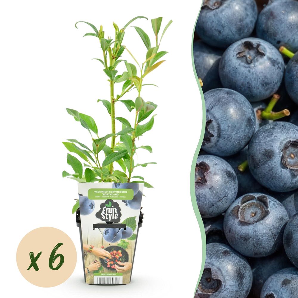 Myrtillier 'northland' - lot de 6 - pot 9 cm - hauteur 35 cm