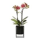 Orchidées colibri | orchidée phalaenopsis jaune/rouge - espagne + pot flottant noir - taille du pot 9cm - hauteur 45cm
