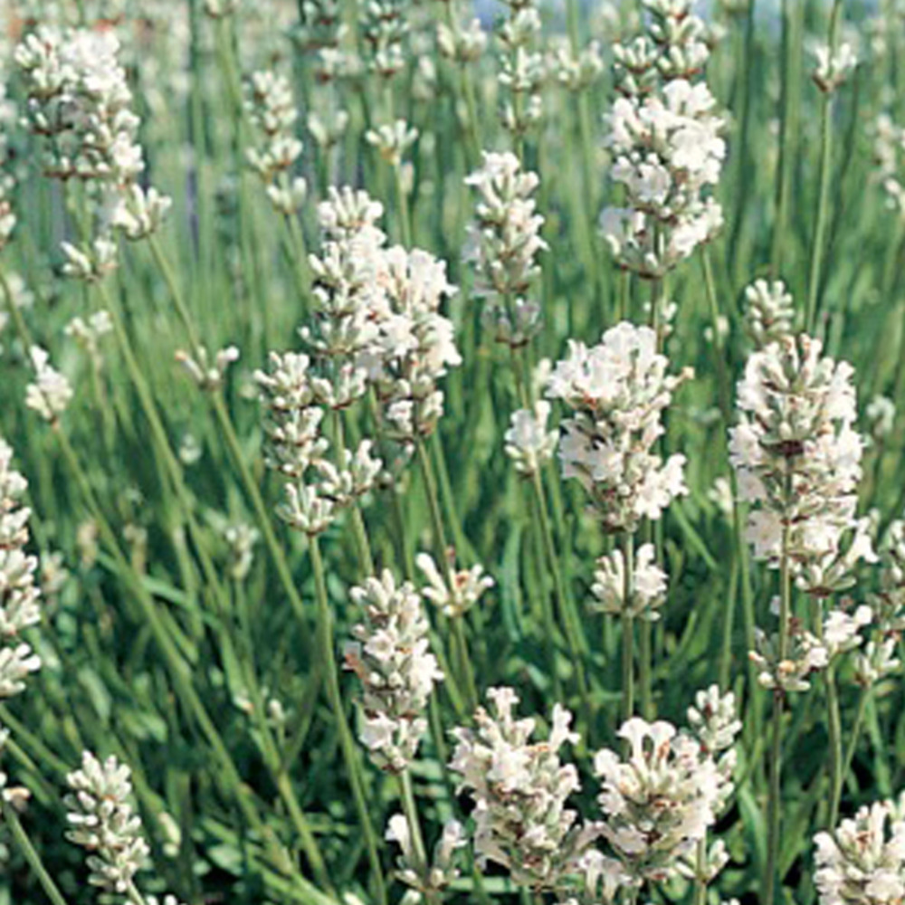 6 x lavandin 'edelweiss' - lavandula intermedia 'edelweiss'  - godet 9cm x 9cm