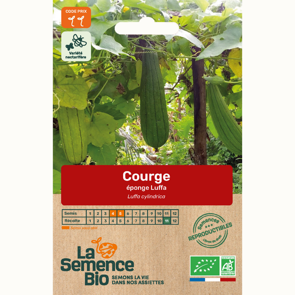 Courge éponge luffa bio