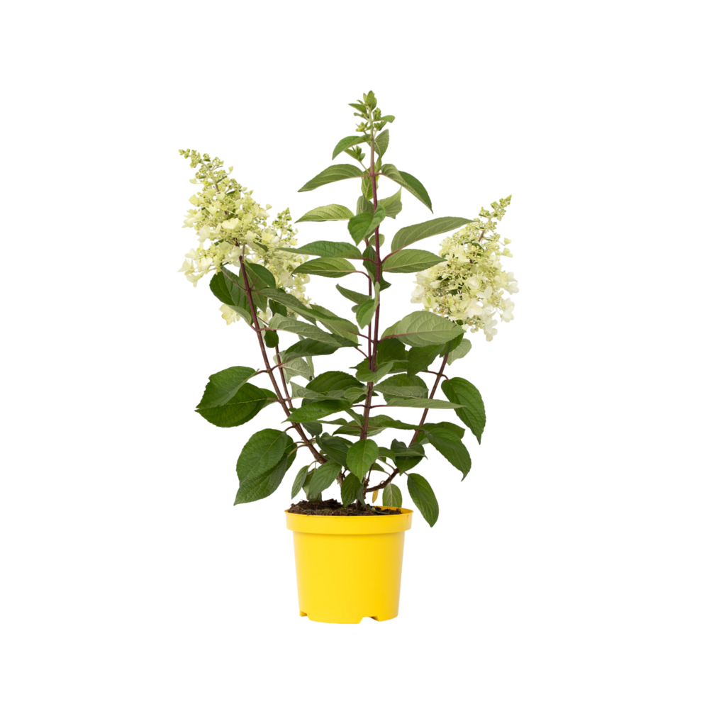 Hortensia - hydrangea paniculata 'candlelight' - hauteur 25-40cm - ⌀19cm