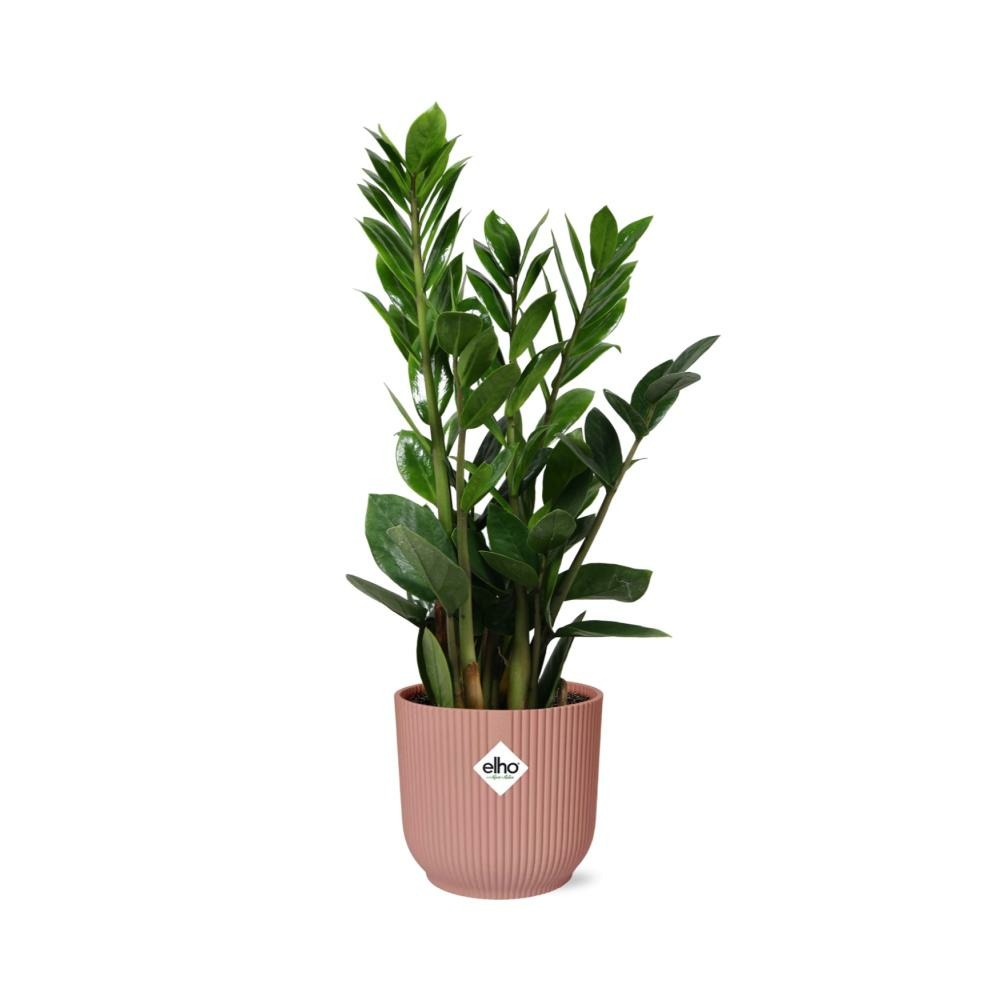 Zamioculcas - hauteur 45-50 14cm rose - h40 cm