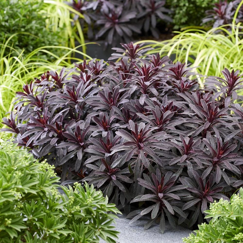 Euphorbe miners merlot® pot de 3l - 20/40 cm