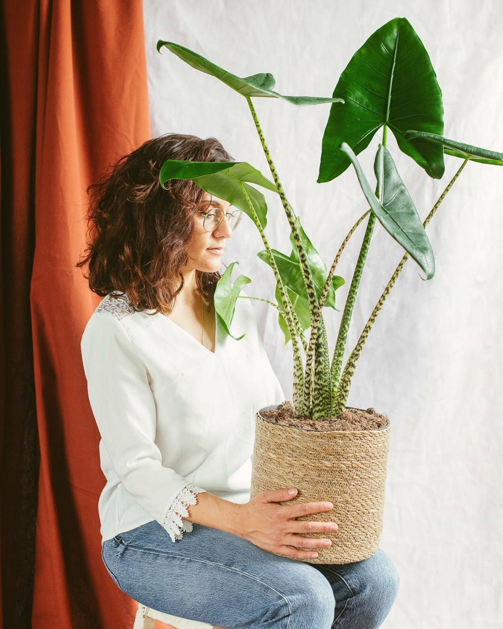 Alocasia zebrina 75cm - plante d'intérieur