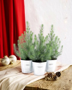 Trio de sapins de noël et leur pot en zinc