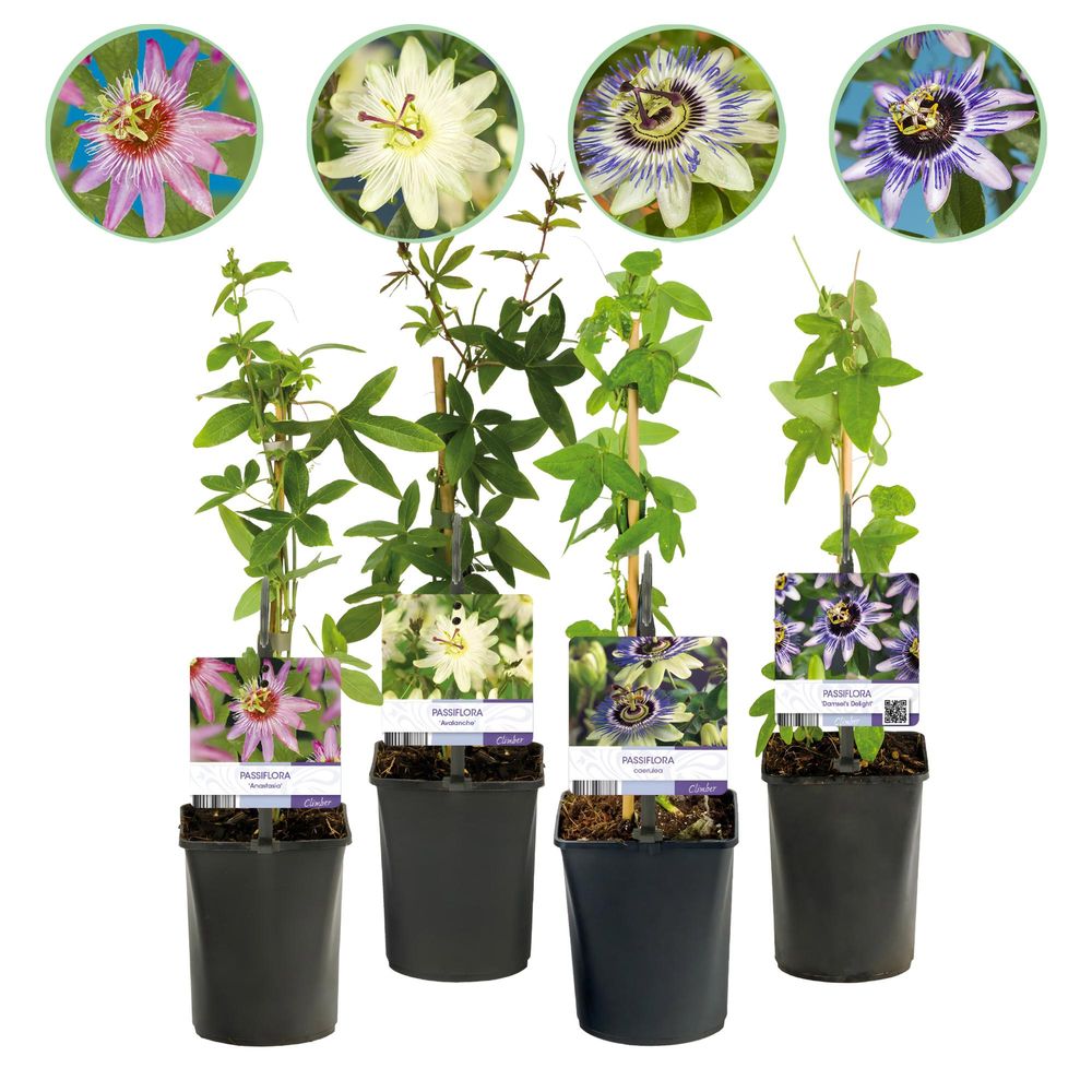 Passiflore - lot de 4 - pot 11 cm - hauteur 40 cm - plante d'extérieur