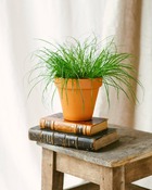 Plante d'intérieur - herbe à chat - cyperus alternifolius 20.0cm