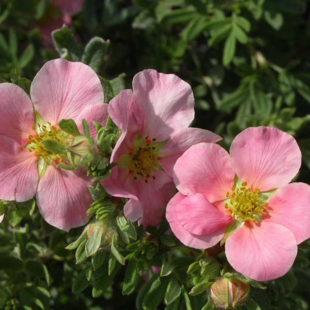 Potentille arbustive lovely pink ® 'pink beauty', potentilla pot de 3l - 40/60 cm