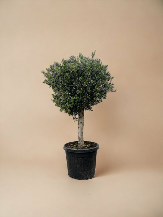 Olivier olea europaea h180cm