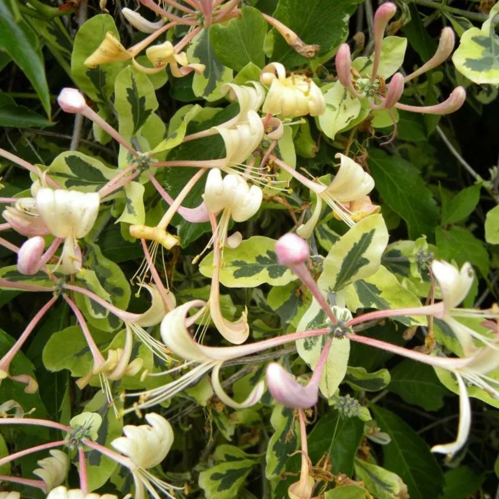 Chèvrefeuille harlequin® 'sherlite' pot de 3l - echelle bambou 60/120 cm