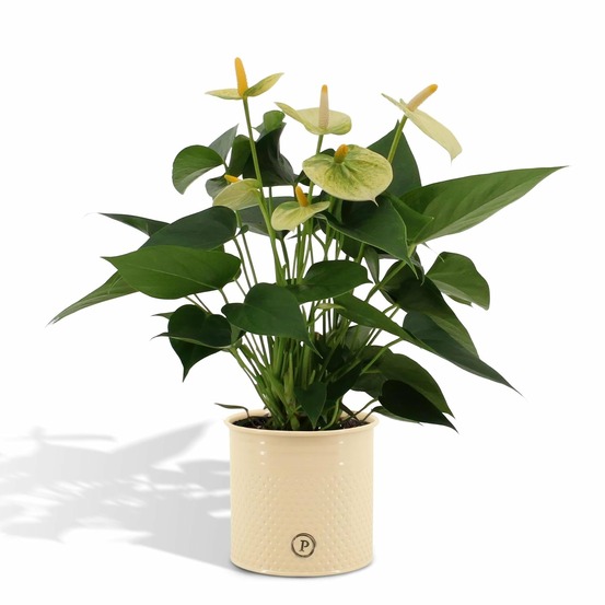 Anthurium andreanum vanilla et son pot crème - hauteur 45cm